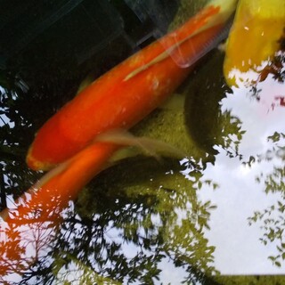 里親募集  錦鯉　橙系　40ｃｍ前後