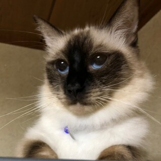 魅力的な★咲夜ちゃん★