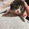 エキゾチックのミックスちゃん