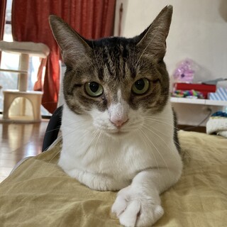 【みよみ】おかげさまで里親様が決まりました。