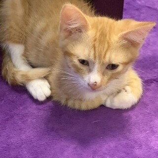 茶トラ３兄妹・ミィちゃん 3ヶ月半