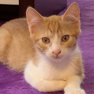 茶トラ３兄妹・ひぃくん 3ヶ月半