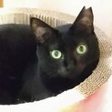 キラキラお目目の美猫！黒猫ピリカちゃん