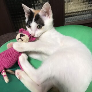 日本美人の三毛猫