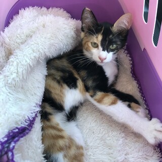 ベタベタの甘えん坊の三毛猫の子猫