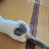 小梅ちゃん　お顔もおしりの♡マークも可愛い白三毛 サムネイル2