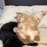 んぼちゃ