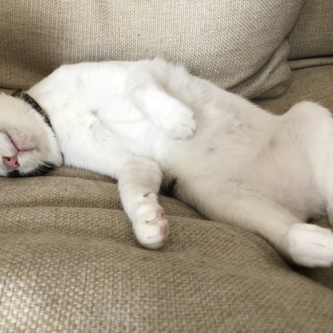 んぼちゃのカバー写真