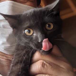 わんぱく黒ちゃん