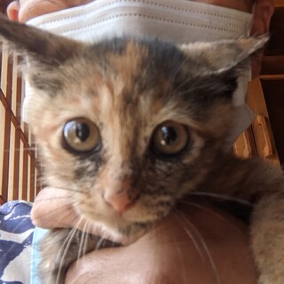 恥ずかしがりのサビちゃん