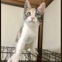 【28日お見合い会開催】美形のぞみちゃん♡3ヶ月