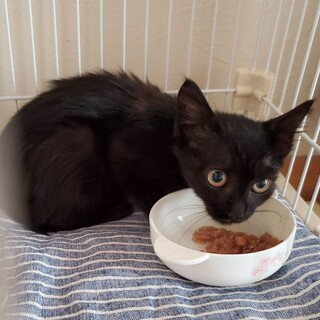 甘えんぼさんの黒猫君