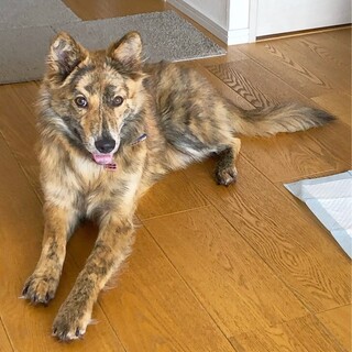 とても可愛らしいシャイドッグの元野犬？！ポテチ君