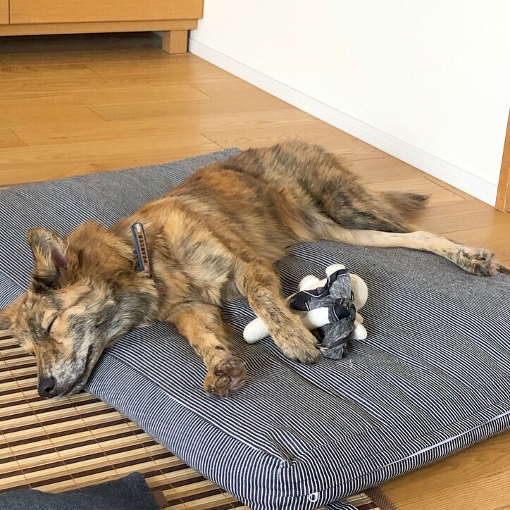 とても可愛らしいシャイド 大阪府 犬の里親募集 ペットのおうち 月間利用者150万人