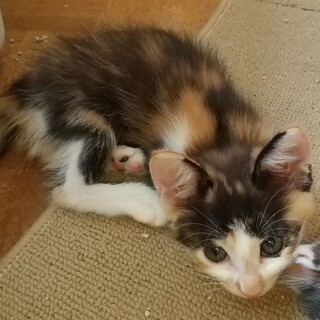 三毛猫の子猫、2匹います