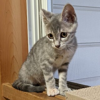 トラ猫（グレー） cat_3971_1.jpg