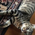 人懐こいキジの男の子