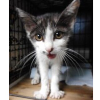 愛護団体様より引き出し