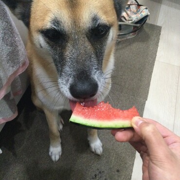 タネはいらね