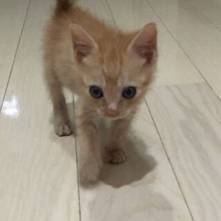 募集停止中⭐️元気な茶トラ-男の子2ヶ月半