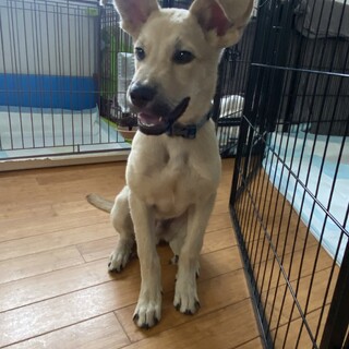 可愛いコロ助の温かいお家を探しています