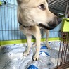 可愛いコロ助の温かいお家を探しています サムネイル4