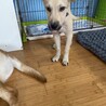 可愛いコロ助の温かいお家を探しています サムネイル7