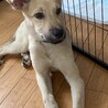 可愛いコロ助の温かいお家を探しています サムネイル2