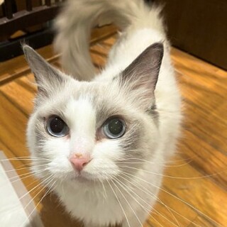 ラグドールのレイレイちゃん