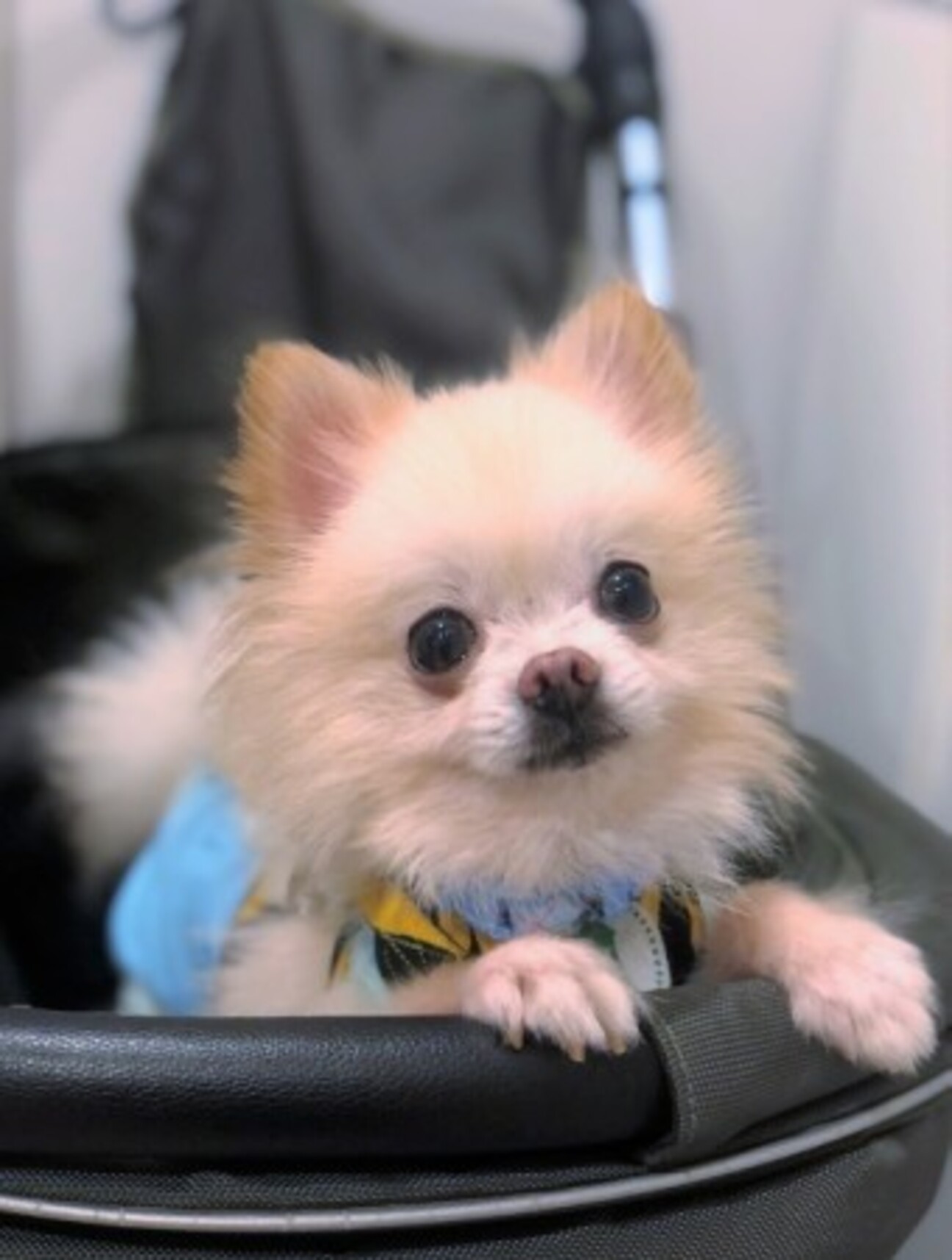 ポメラニアンのハルオくん」東京都 - 犬の里親募集(376430) 1枚目の 