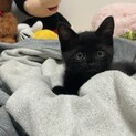 黒猫　里親募集