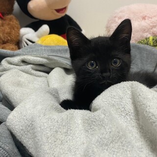 黒猫　里親募集