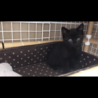 黒猫　里親募集 サムネイル2