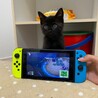 黒猫　里親募集 サムネイル3