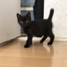 黒猫　里親募集 サムネイル4