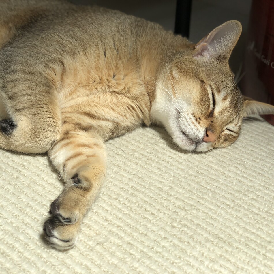 ポポロのカバー写真