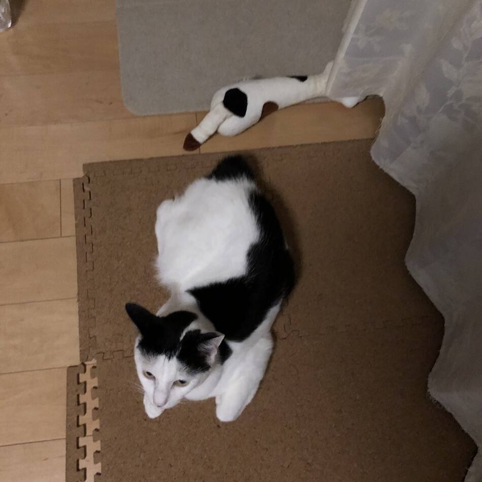 ひめのカバー写真