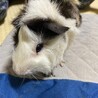 モルモット里親募集〜 サムネイル2