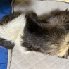 モルモット里親募集〜 サムネイル3