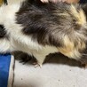 モルモット里親募集〜 サムネイル4