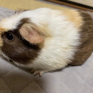 ハチワレモルモット里親募集！