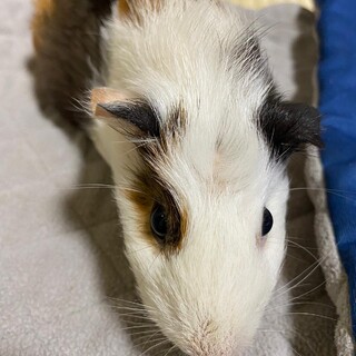 モルモット里親募集！〜