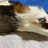 モルモット里親募集！〜 サムネイル2