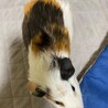 モルモット里親募集！〜 サムネイル3