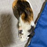 モルモット里親募集！〜 サムネイル4