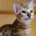 生後2か月。純血ベンガルの子猫です。