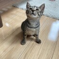 抱っこ大好き！甘えん坊のニッキーちゃん