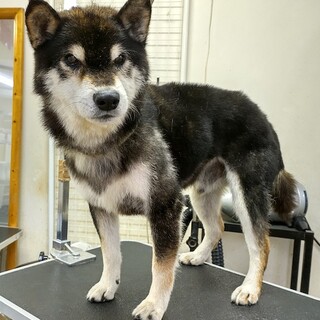 人が大好き、元気なおじいちゃん黒柴セブン