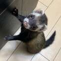 可愛がってくれる方募集します。