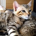 生後2か月。純血ベンガルの子猫です。